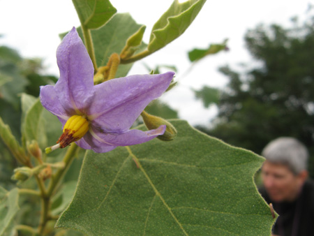 Solanum absconditum